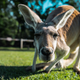 Illustration for article titled Utah restaurant sells out of ill-timed kangaroo burgers